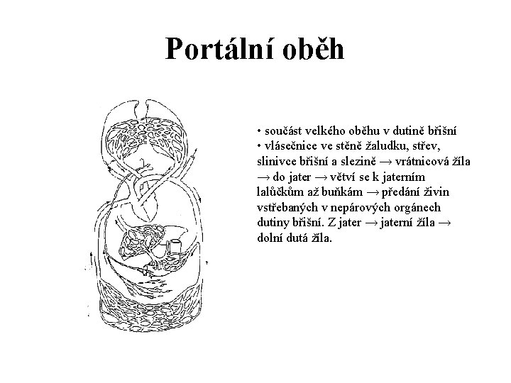 Portální oběh • součást velkého oběhu v dutině břišní • vlásečnice ve stěně žaludku,