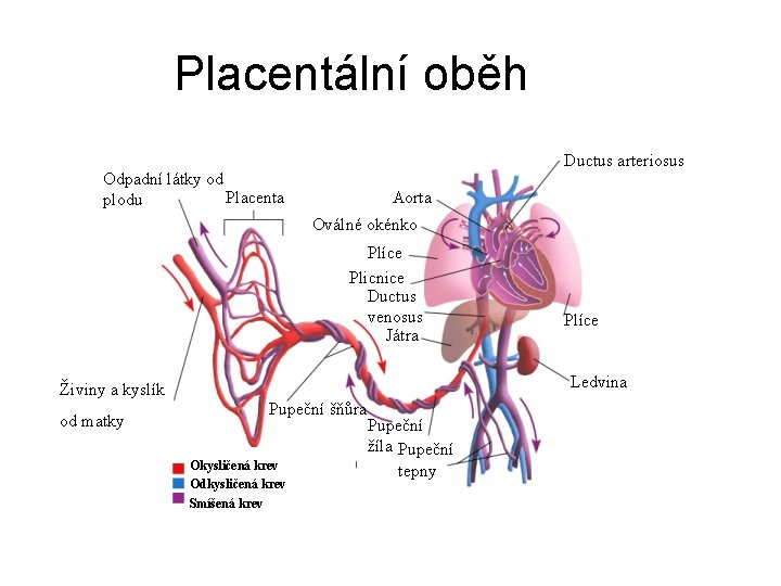 Placentální oběh Ductus arteriosus Odpadní látky od Placenta plodu Aorta Oválné okénko Plíce Plicnice