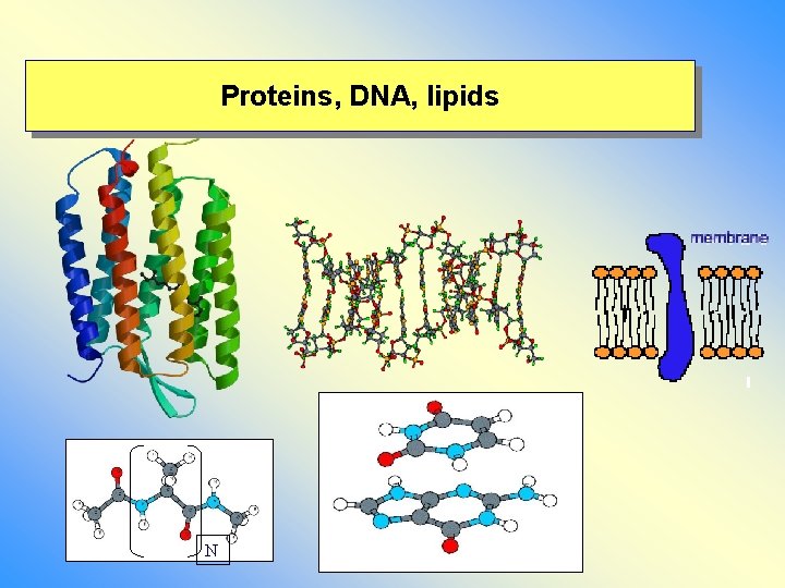 Proteins, DNA, lipids N 
