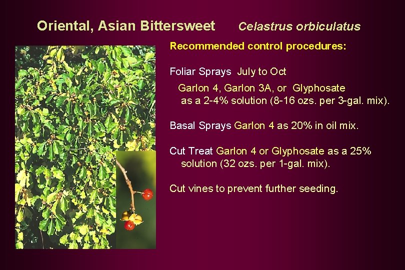 Oriental, Asian Bittersweet Celastrus orbiculatus Recommended control procedures: Foliar Sprays July to Oct Garlon