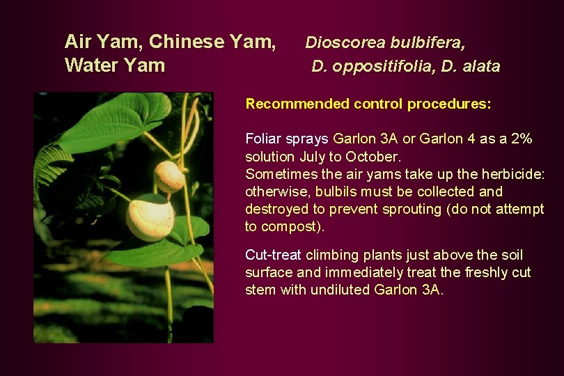 Air Yam, Chinese Yam, Dioscorea bulbifera, Water Yam D. oppositifolia, D. alata Recommended control