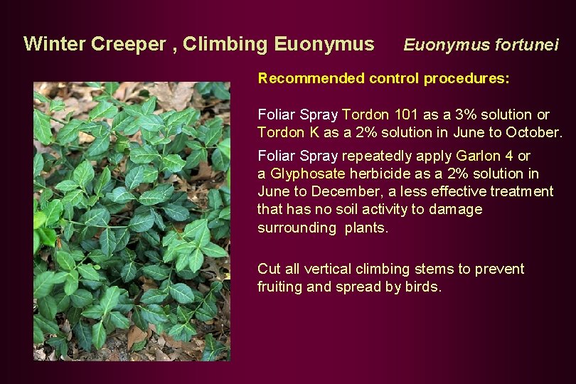 Winter Creeper , Climbing Euonymus fortunei Recommended control procedures: Foliar Spray Tordon 101 as
