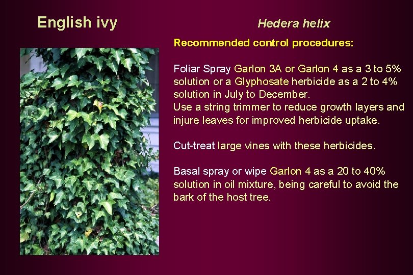 English ivy Hedera helix Recommended control procedures: Foliar Spray Garlon 3 A or Garlon