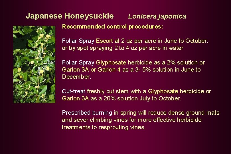 Japanese Honeysuckle Lonicera japonica Recommended control procedures: Foliar Spray Escort at 2 oz per