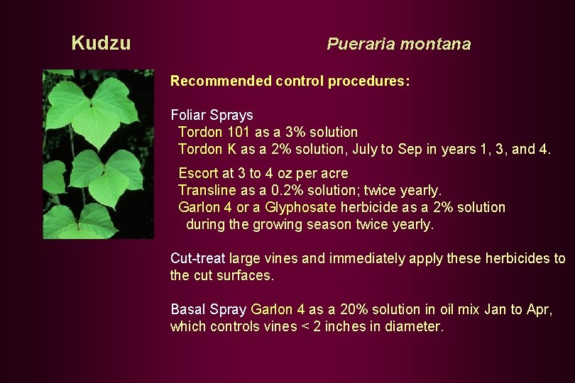 Kudzu Pueraria montana Recommended control procedures: Foliar Sprays Tordon 101 as a 3% solution