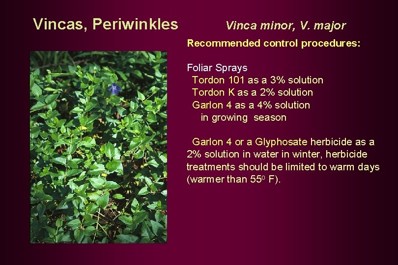 Vincas, Periwinkles Vinca minor, V. major Recommended control procedures: Foliar Sprays Tordon 101 as