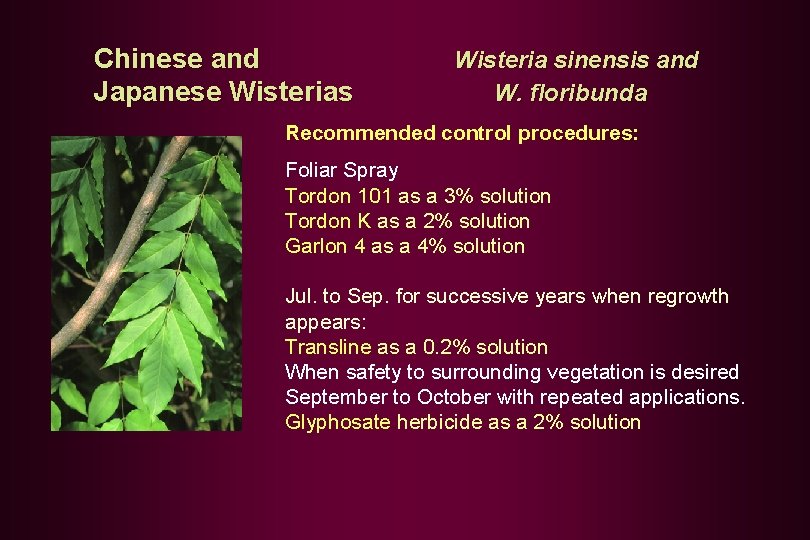 Chinese and Japanese Wisterias Wisteria sinensis and W. floribunda Recommended control procedures: Foliar Spray