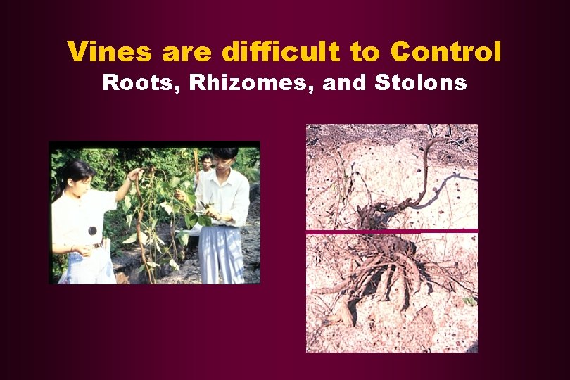Vines are difficult to Control Roots, Rhizomes, and Stolons 