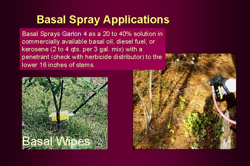 Basal Spray Applications Basal Sprays Garlon 4 as a 20 to 40% solution in