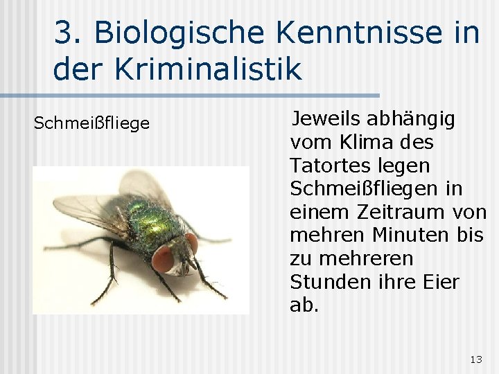 3. Biologische Kenntnisse in der Kriminalistik Schmeißfliege Jeweils abhängig vom Klima des Tatortes legen