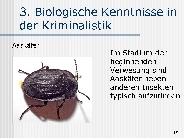 3. Biologische Kenntnisse in der Kriminalistik Aaskäfer Im Stadium der beginnenden Verwesung sind Aaskäfer