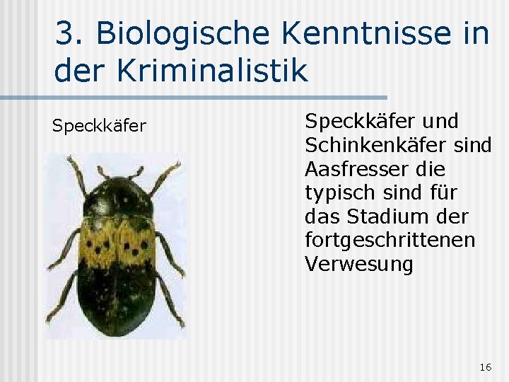 3. Biologische Kenntnisse in der Kriminalistik Speckkäfer und Schinkenkäfer sind Aasfresser die typisch sind