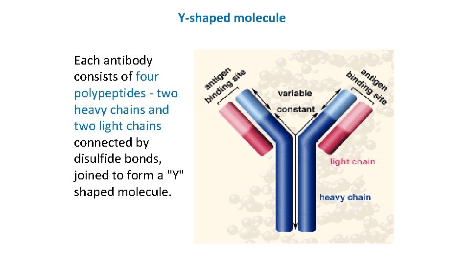 Y-shaped molecule Each antibody consists of four polypeptides - two heavy chains and two
