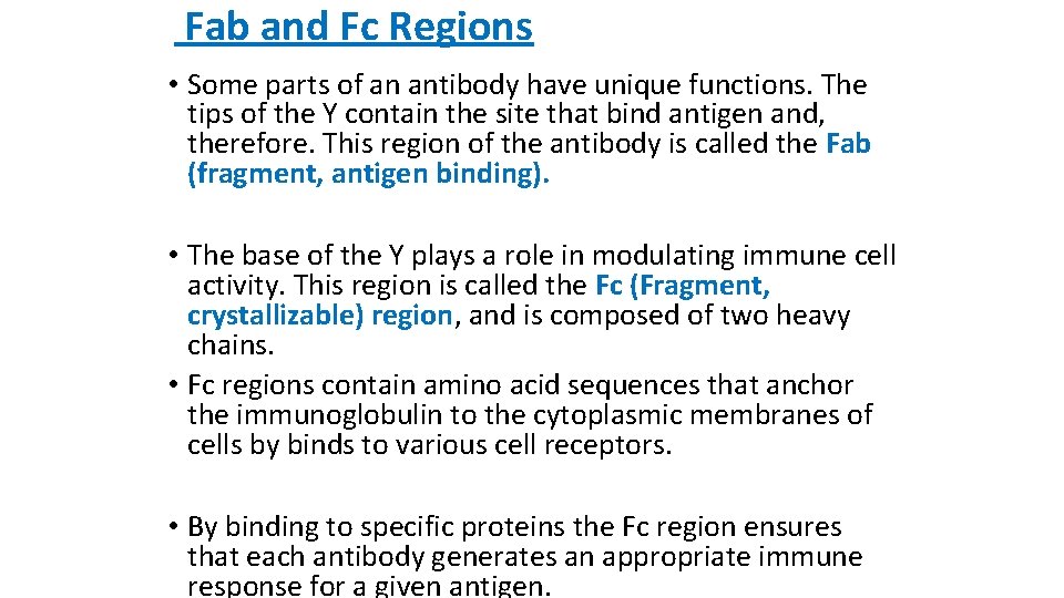Fab and Fc Regions • Some parts of an antibody have unique functions. The