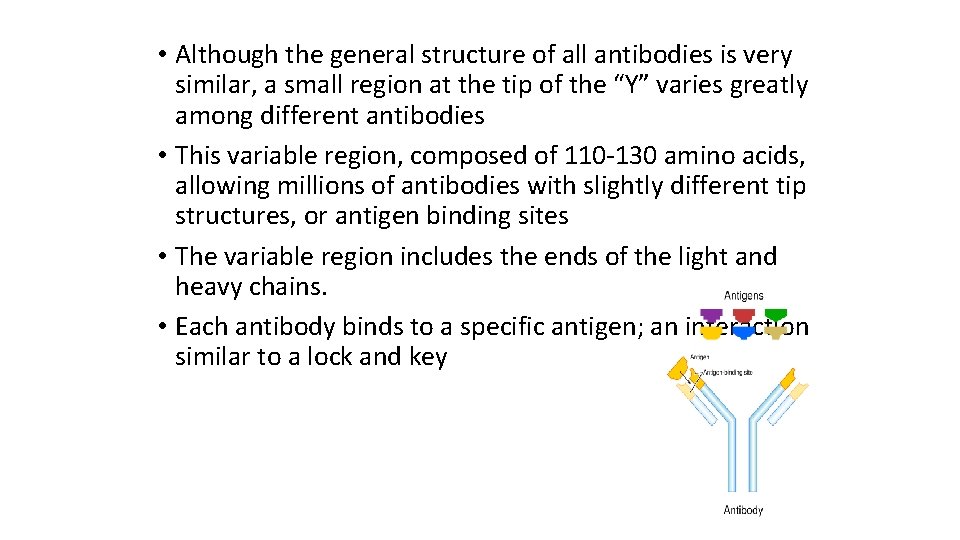  • Although the general structure of all antibodies is very similar, a small