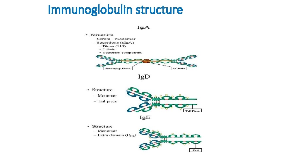Immunoglobulin structure 