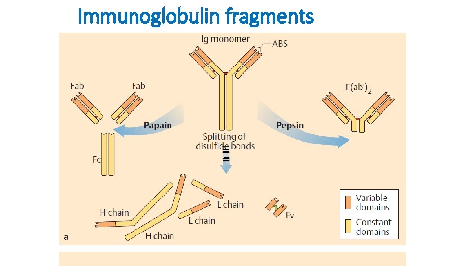 Immunoglobulin fragments 