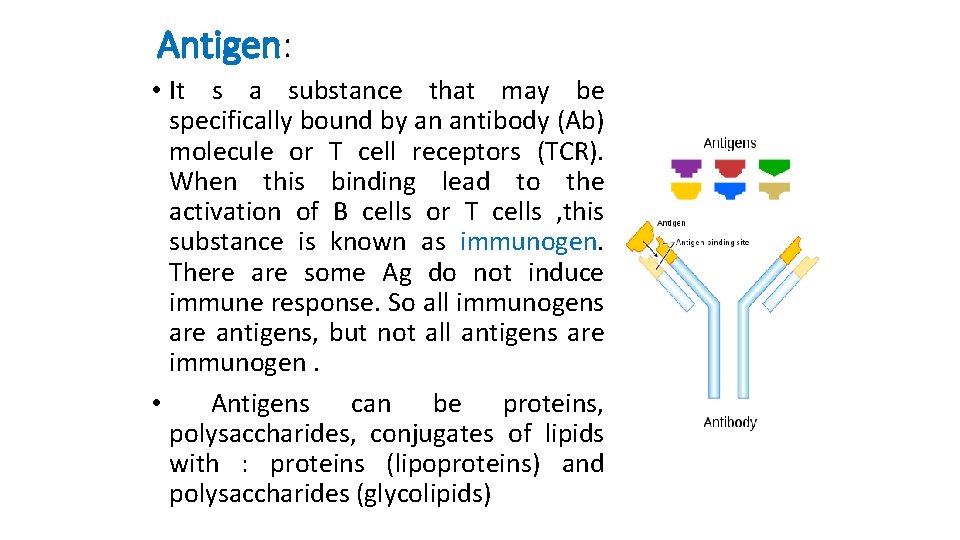Antigen: • It s a substance that may be specifically bound by an antibody