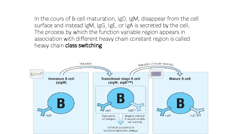 In the cours of B-cell maturation, Ig. D, Ig. M, disappear from the cell