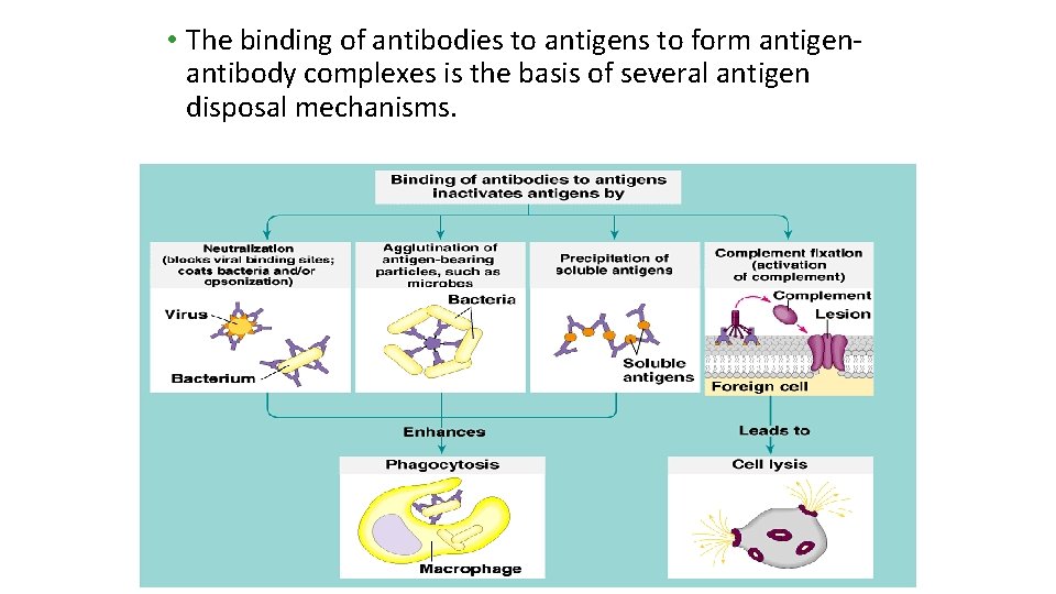  • The binding of antibodies to antigens to form antigenantibody complexes is the