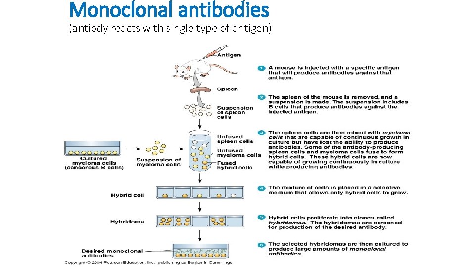 Monoclonal antibodies (antibdy reacts with single type of antigen) 