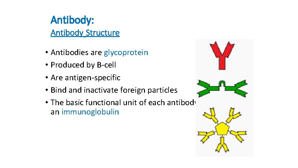 Antibody: Antibody Structure • Antibodies are glycoprotein • Produced by B-cell • Are antigen-specific