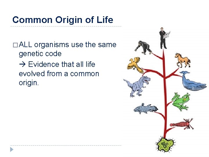 Common Origin of Life � ALL organisms use the same genetic code Evidence that