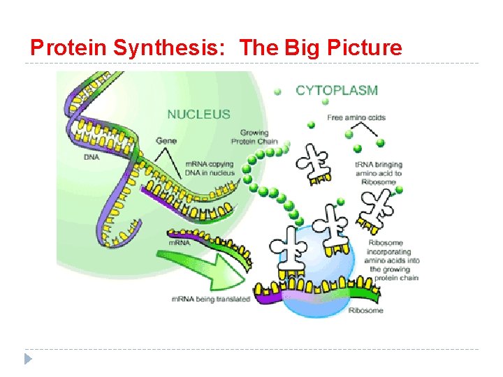 Protein Synthesis: The Big Picture 