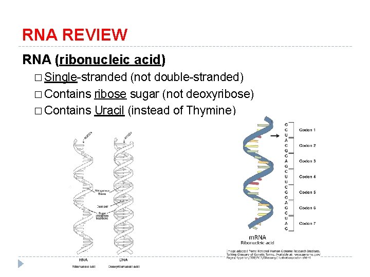 RNA REVIEW RNA (ribonucleic acid) � Single-stranded (not double-stranded) � Contains ribose sugar (not