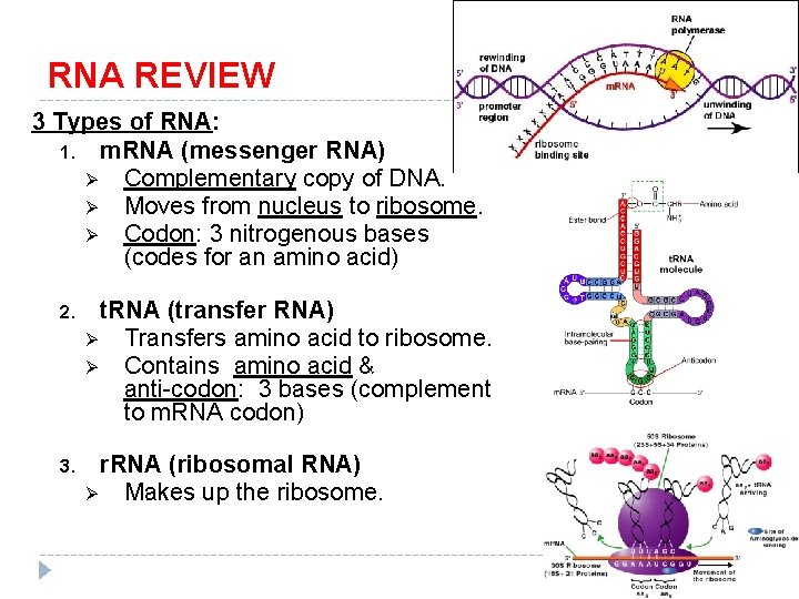 RNA REVIEW 3 Types of RNA: 1. m. RNA (messenger RNA) Ø Complementary copy