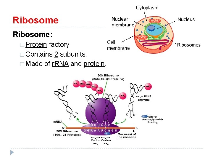 Ribosome: � Protein factory � Contains 2 subunits. � Made of r. RNA and