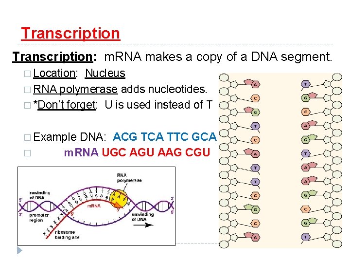 Transcription: m. RNA makes a copy of a DNA segment. � Location: Nucleus �