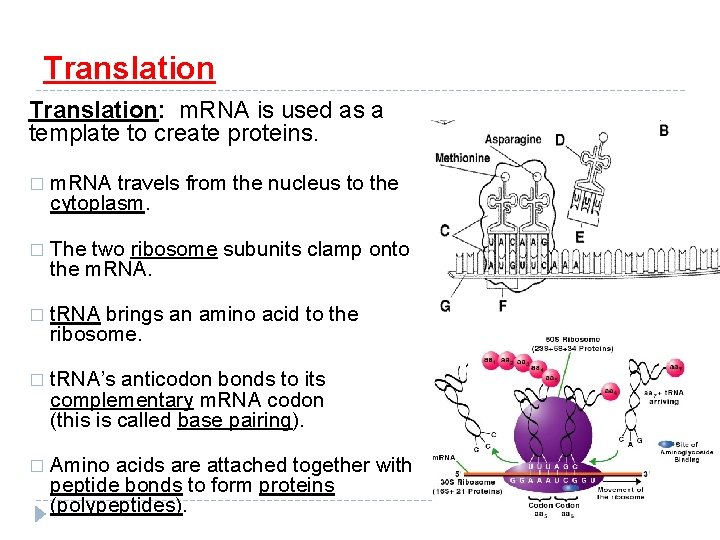 Translation: m. RNA is used as a template to create proteins. � m. RNA