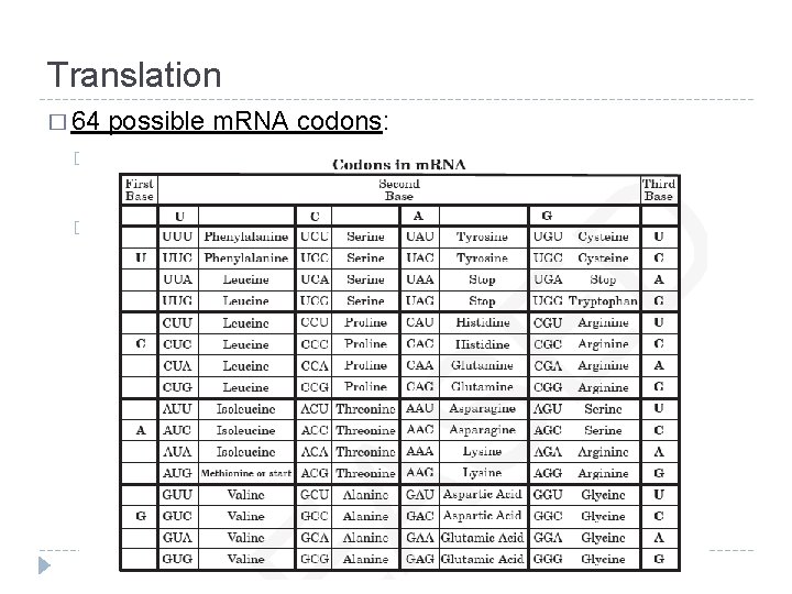 Translation � 64 possible m. RNA codons: � Different codons can code for the
