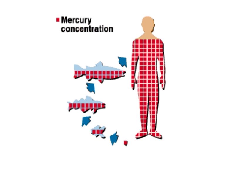 Biological Magnification of Mercury 