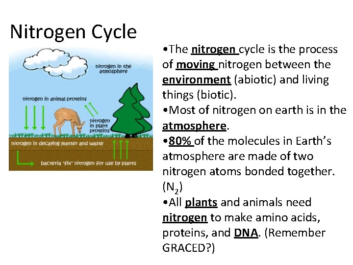 Nitrogen Cycle • The nitrogen cycle is the process of moving nitrogen between the