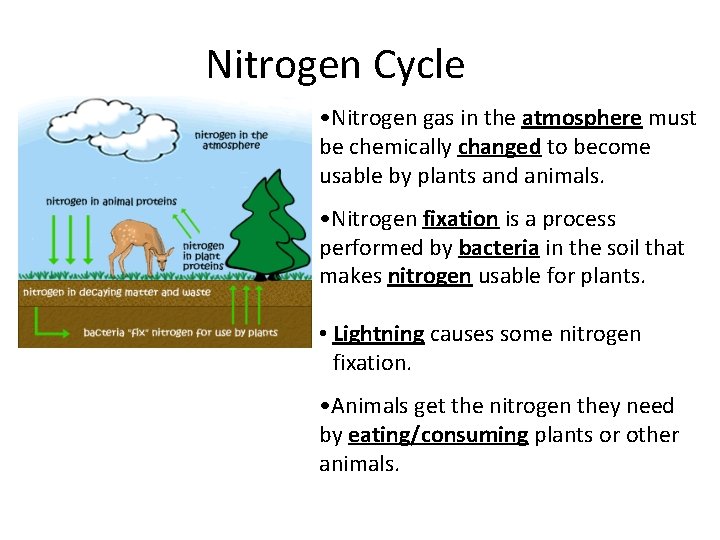 Nitrogen Cycle • Nitrogen gas in the atmosphere must be chemically changed to become