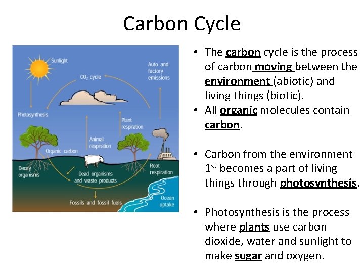 Carbon Cycle • The carbon cycle is the process of carbon moving between the