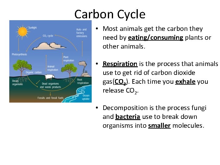 Carbon Cycle • Most animals get the carbon they need by eating/consuming plants or