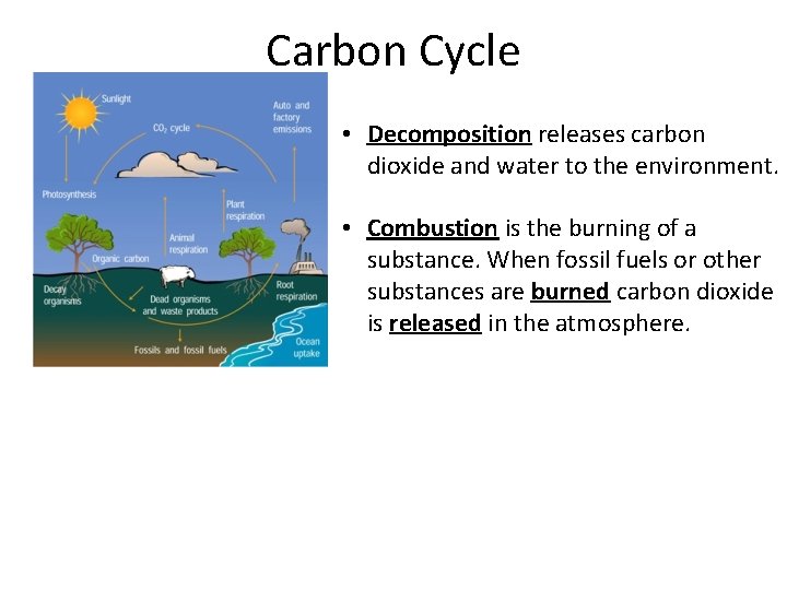 Carbon Cycle • Decomposition releases carbon dioxide and water to the environment. • Combustion