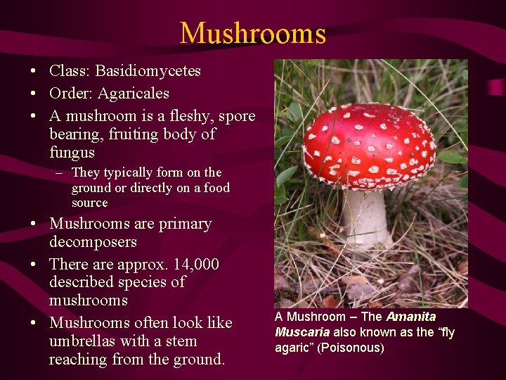 Mushrooms • Class: Basidiomycetes • Order: Agaricales • A mushroom is a fleshy, spore