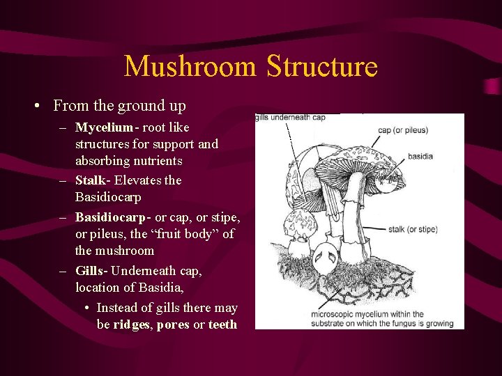 Mushroom Structure • From the ground up – Mycelium- root like structures for support