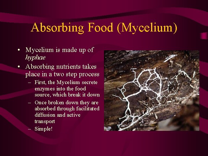 Absorbing Food (Mycelium) • Mycelium is made up of hyphae • Absorbing nutrients takes