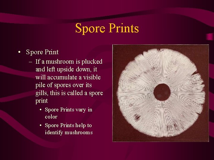 Spore Prints • Spore Print – If a mushroom is plucked and left upside