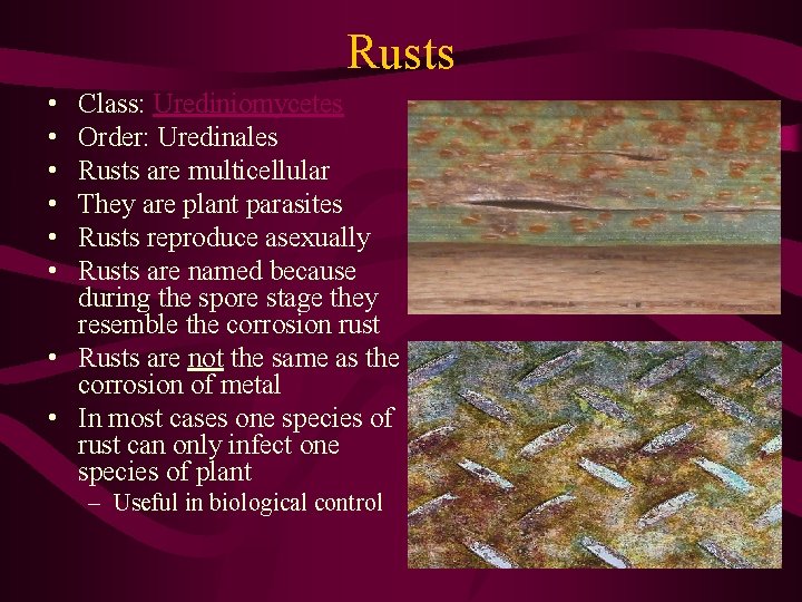 Rusts • • • Class: Urediniomycetes Order: Uredinales Rusts are multicellular They are plant