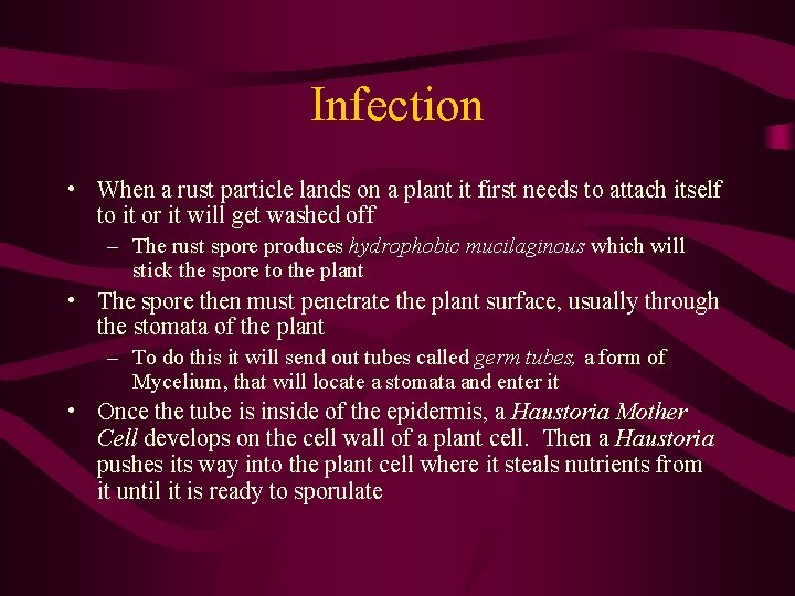 Infection • When a rust particle lands on a plant it first needs to