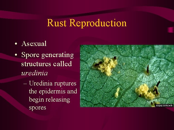 Rust Reproduction • Asexual • Spore generating structures called uredinia – Uredinia ruptures the