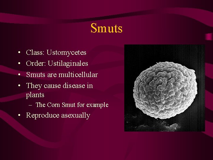 Smuts • • Class: Ustomycetes Order: Ustilaginales Smuts are multicellular They cause disease in