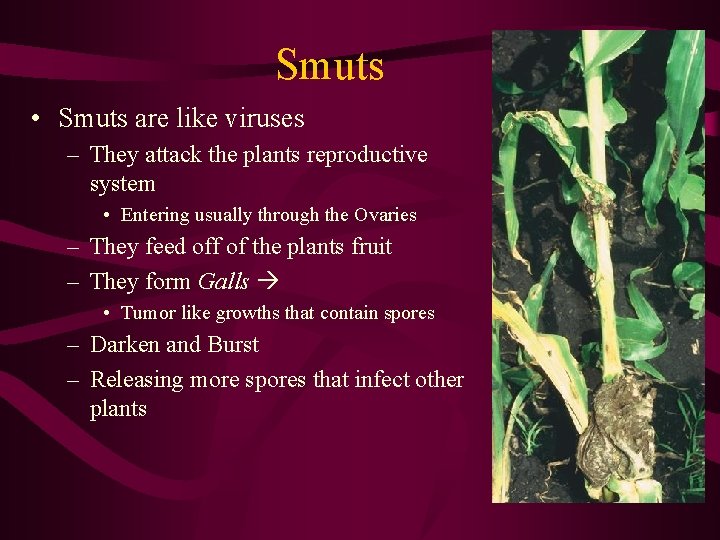 Smuts • Smuts are like viruses – They attack the plants reproductive system •
