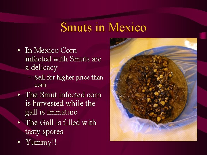 Smuts in Mexico • In Mexico Corn infected with Smuts are a delicacy –